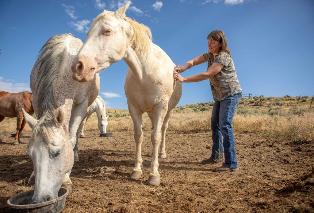 Woman grooming a white horse in a sunny field, while another horse eats from a bucket nearby.